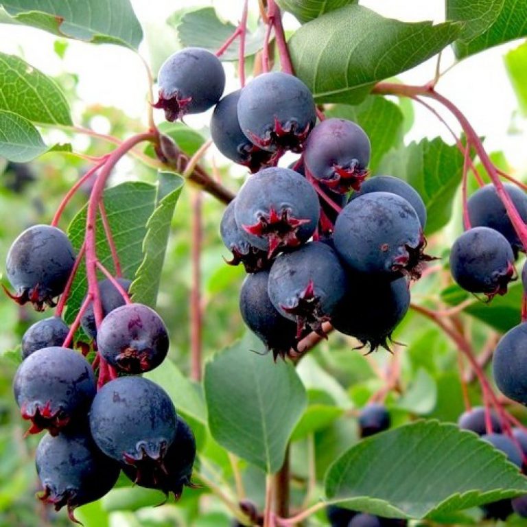 Свойства ирги. Ирга канадская (Amelanchier canadensis). Ирга гибридная сладкоплодная. Ирга ольхолистная. Ирга ягода куст.